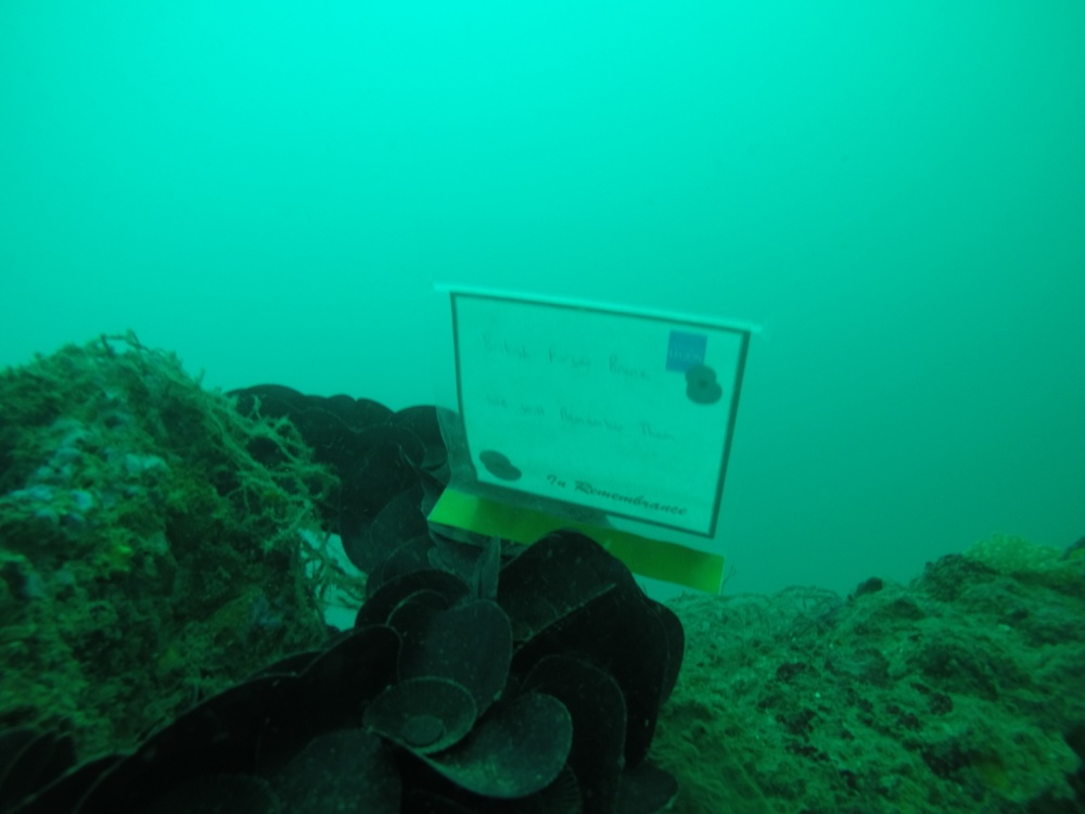 USS SALUTE (November 16, 2016) U.S. Navy Divers attached to Mobile Diving and Salve Unit ONE place a memorial plaque at the wreckage site of USS Salute (AM-294) which sank in Brunei waters on June 7, 1945, during Cooperation Afloat Readiness and Training (CARAT) Brunei 2016, Nov. 16. (U.S. Navy photo by Lt. Chris Price/RELEASED)